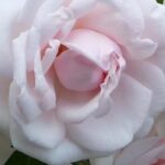 Cultivar roseiras em meia-sombra: é possível!