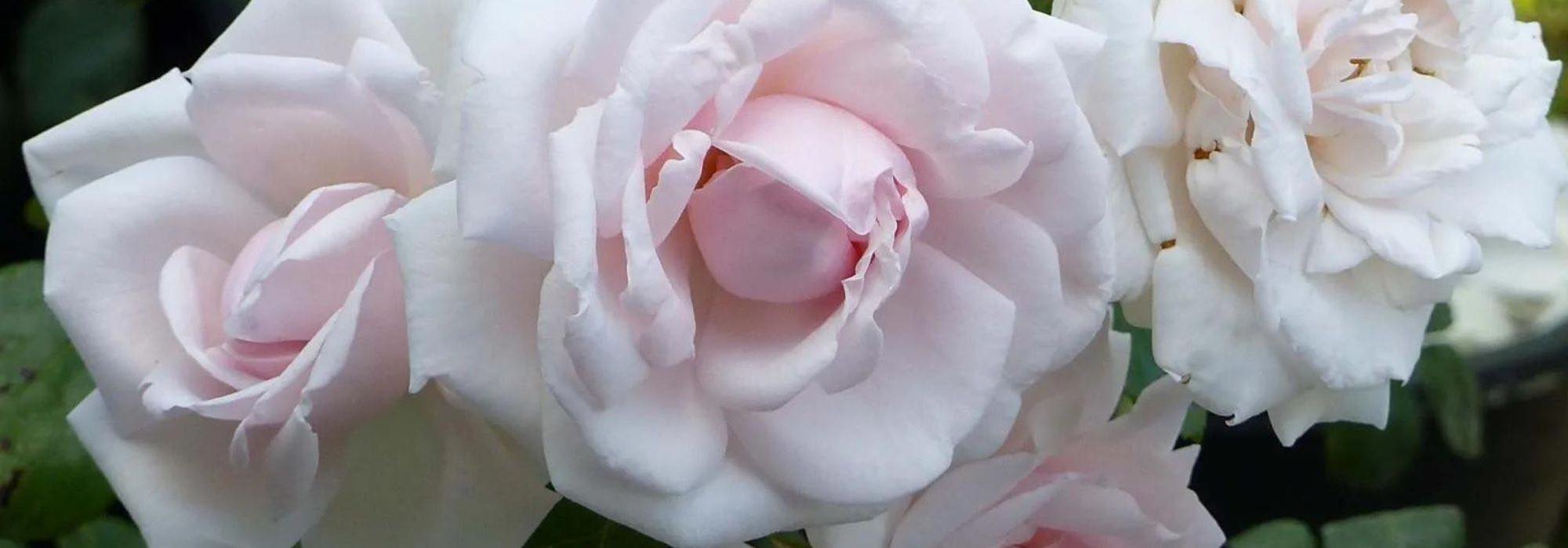 Cultivar roseiras em meia-sombra: é possível!