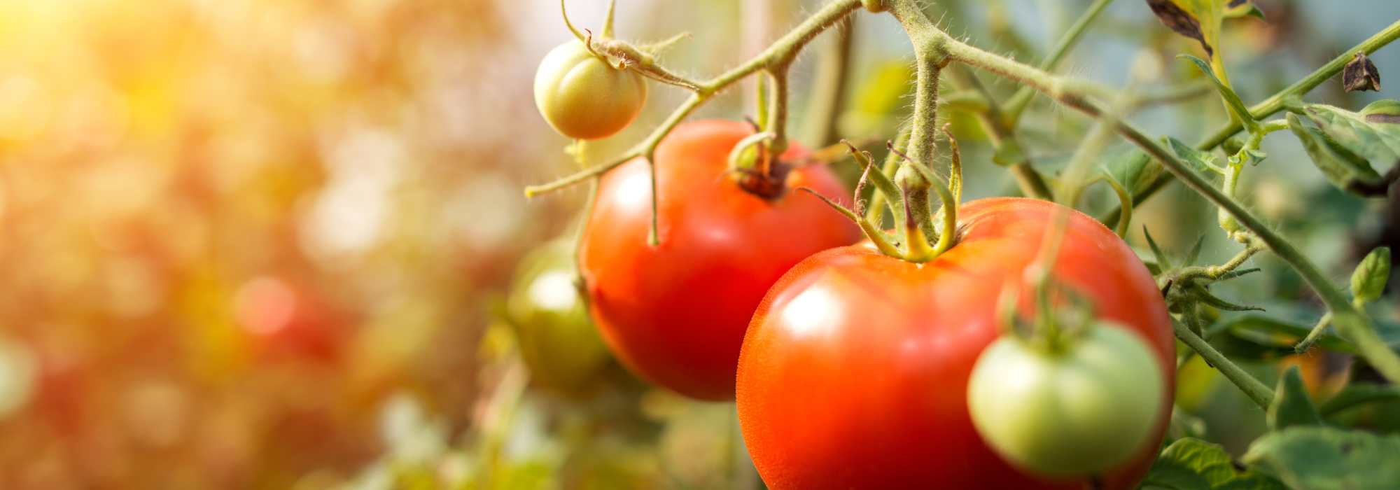 É mesmo possível cultivar tomates sem água?