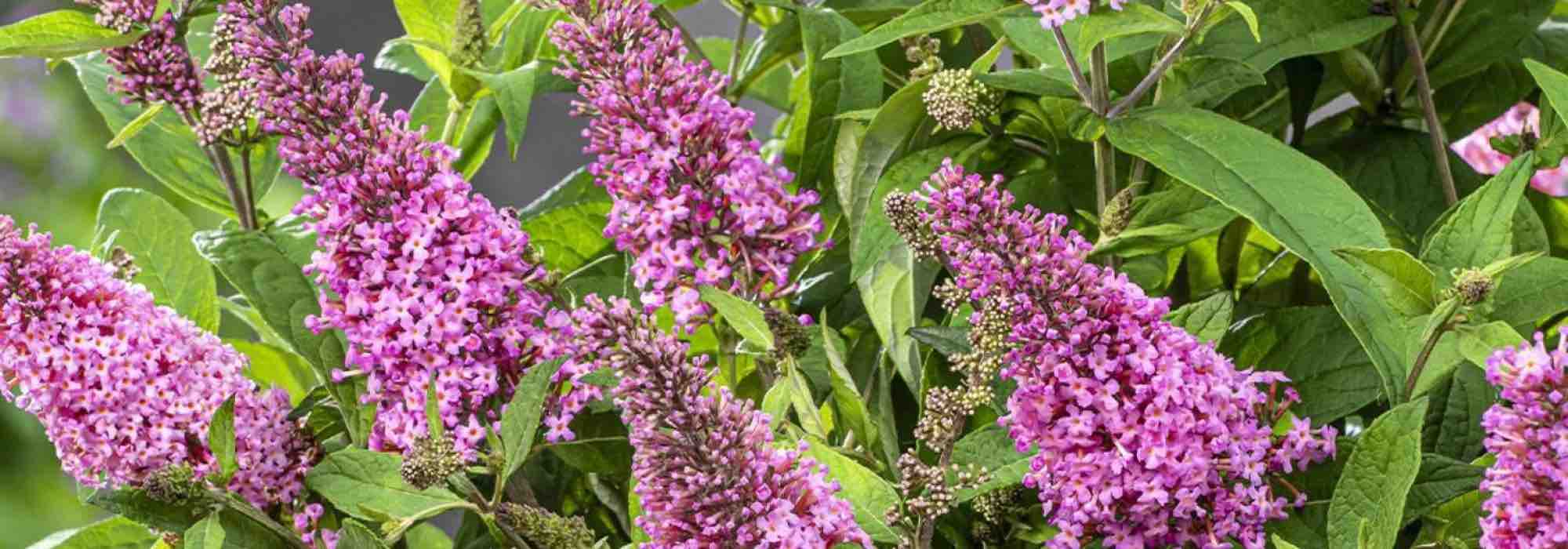 Os melhores arbustos-das-borboletas cor-de-rosa para o jardim