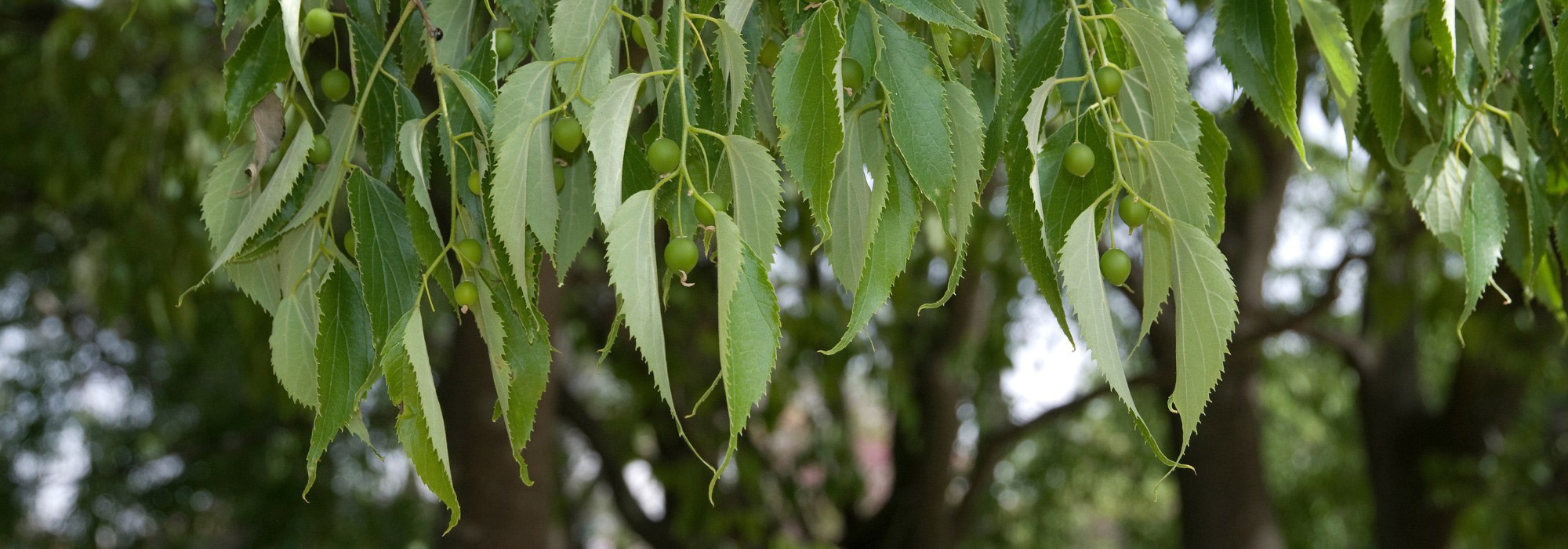 Lódão-bastardo: plantação, cultivo e manutenção