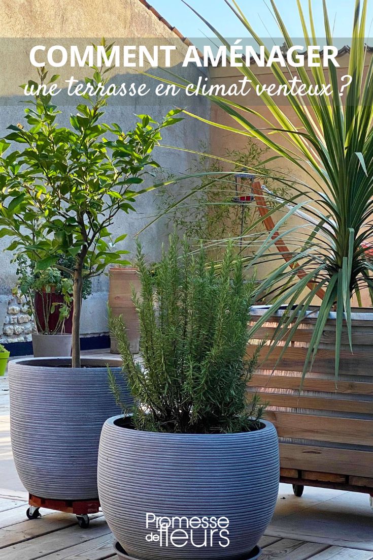 plantas para terraço a céu aberto