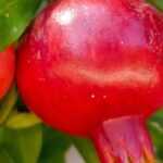 Romãzeira de fruto: as melhores variedades