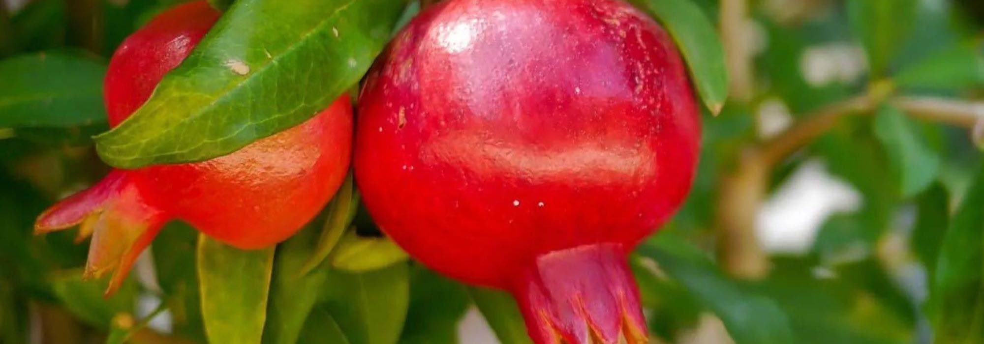 Romãzeira de fruto: as melhores variedades