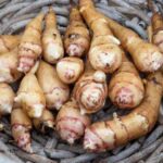 O helianto: como colhê-lo, conservá-lo e cozinhá-lo?