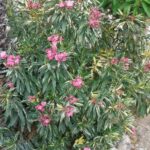 5 loendros de flores cor-de-rosa para um jardim elegante