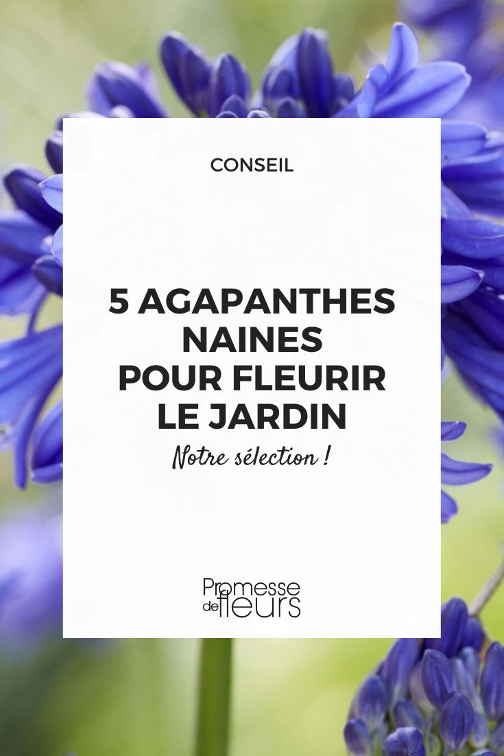 agapanto