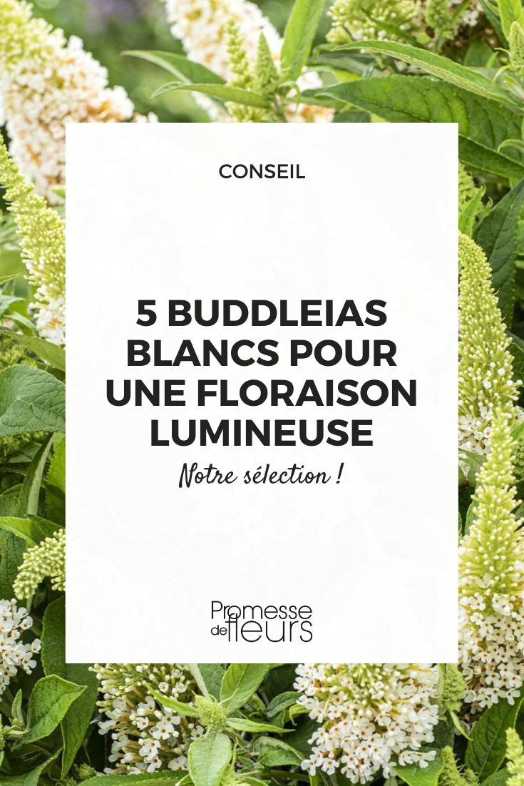 budleia Candy Little White