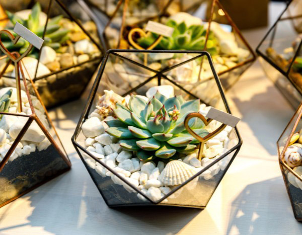 Faça você mesmo: como criar mini-terrários com orelha-de-porco para os convidados do seu casamento?