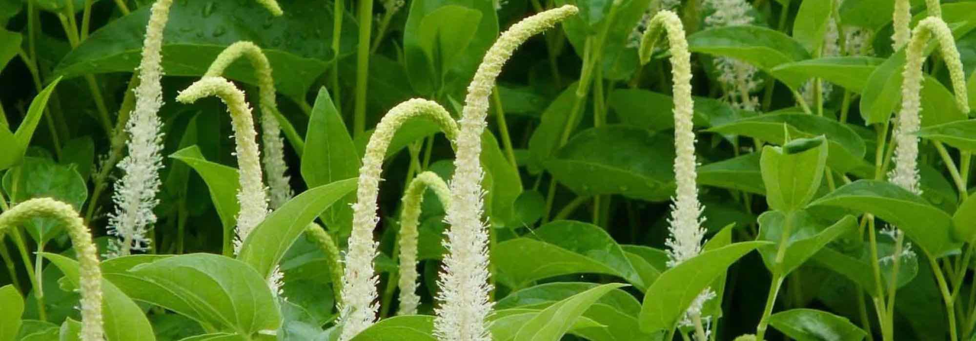 Lago de jardim: que plantas aquáticas escolher para meia-sombra?