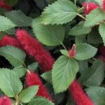7 arbustos exóticos de floração estival