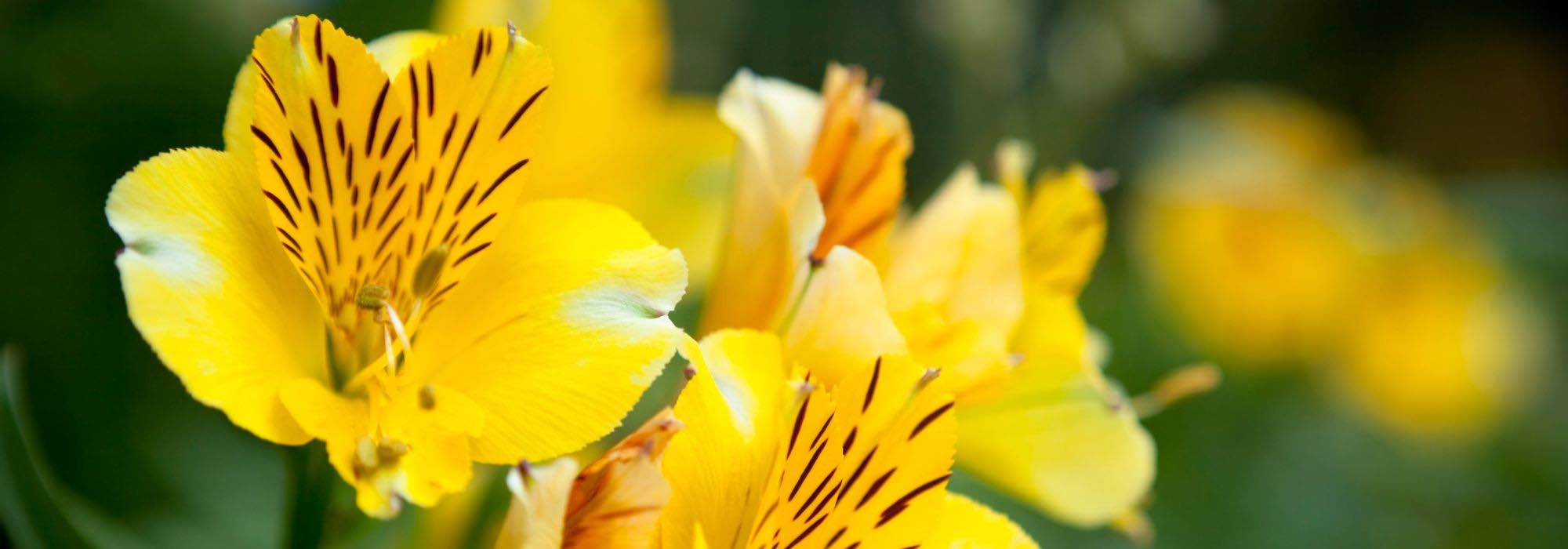 Como combinar flores amarelas no jardim?