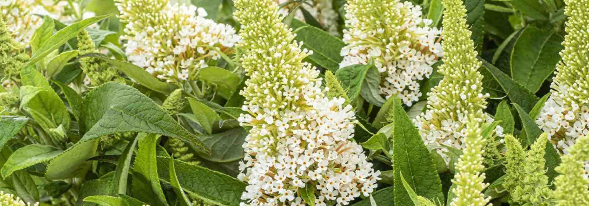 Os melhores arbustos-das-borboletas brancos para um jardim florido