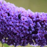 Os melhores arbustos-das-borboletas com flores violetas, malvas e púrpuras para o seu jardim