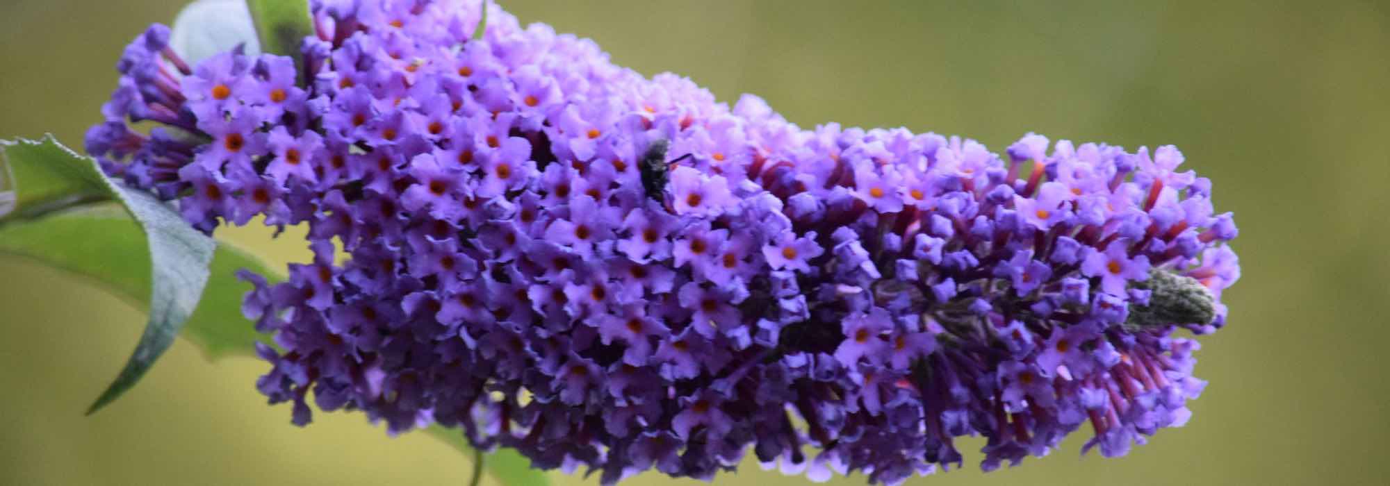 Os melhores arbustos-das-borboletas com flores violetas, malvas e púrpuras para o seu jardim