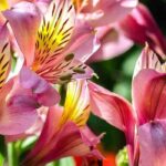 Os melhores bolbos de floração estival para um jardim soalheiro