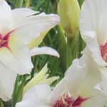 O nosso top 9 de bolbos de verão com flores brancas