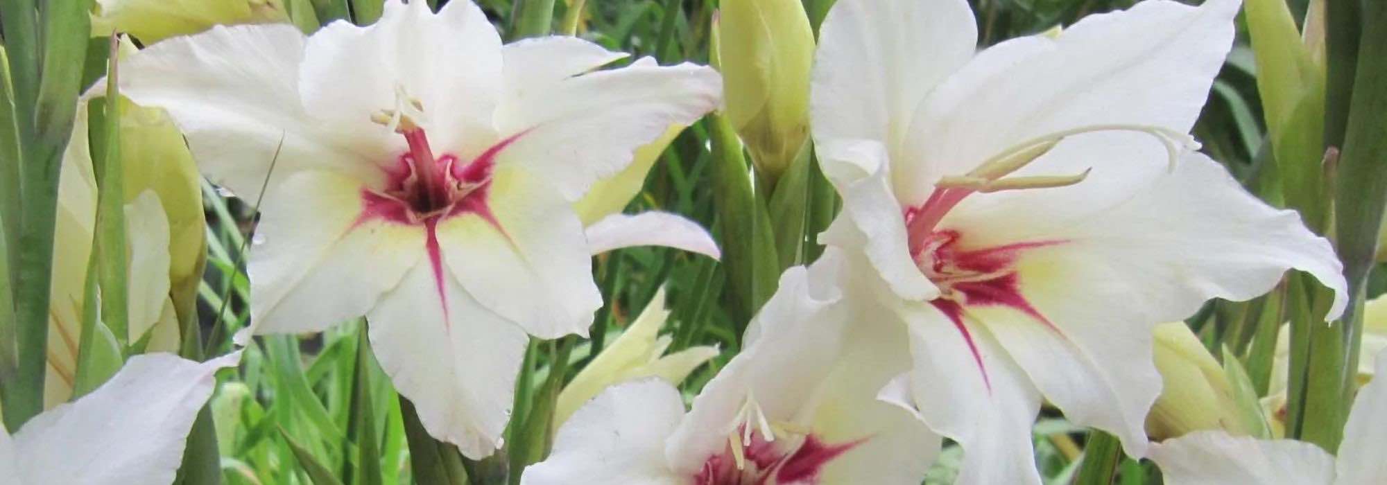 O nosso top 9 de bolbos de verão com flores brancas