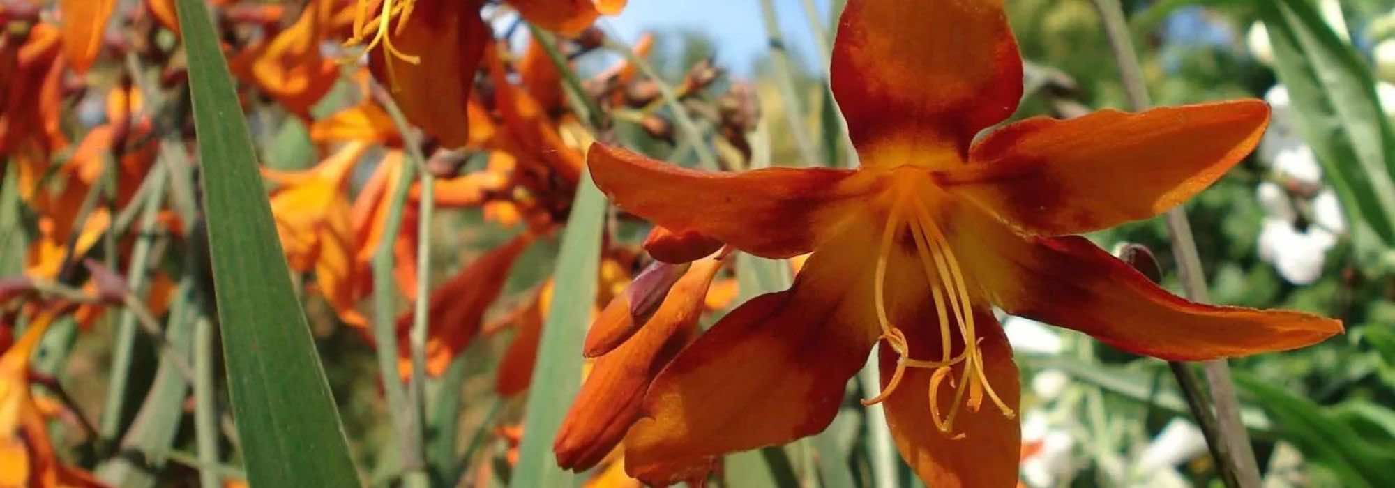 O nosso top 9 de bolbos de verão com flores cor de laranja para pleno sol