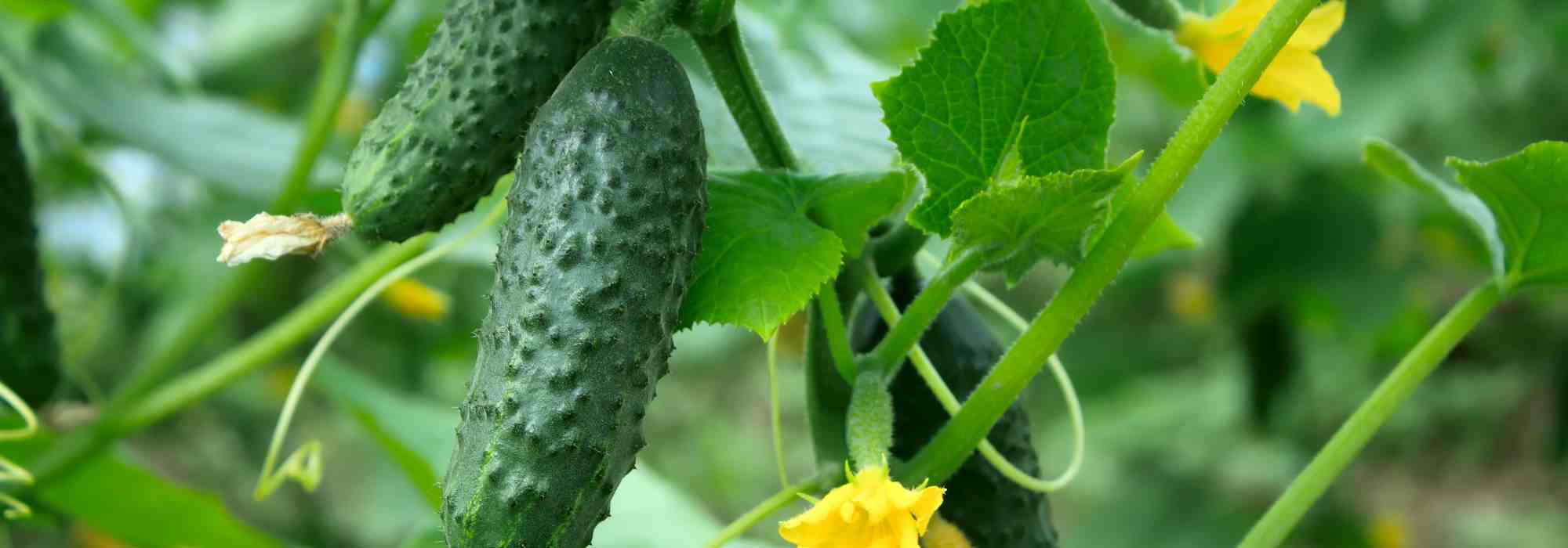 Que plantas associar ao pepino?