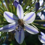 Qual é o melhor local para plantar um agapanto?
