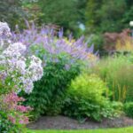 Como cuidar do seu jardim no verão?