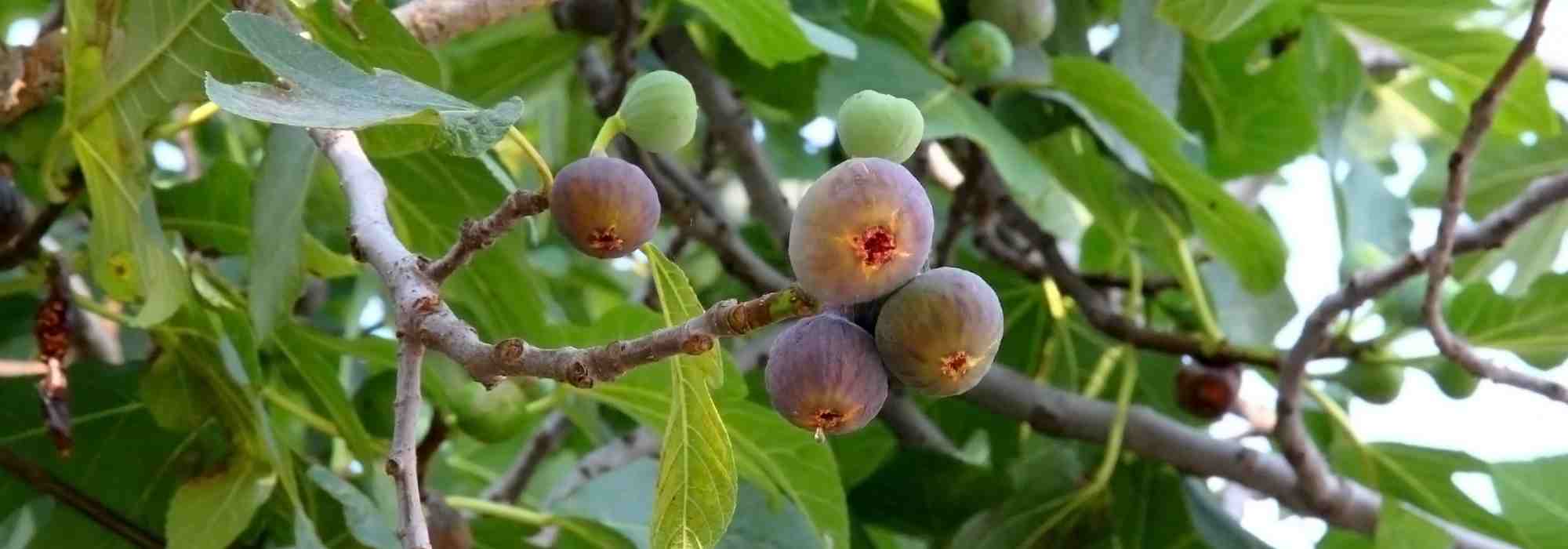 Figueira: as variedades indispensáveis para o jardim