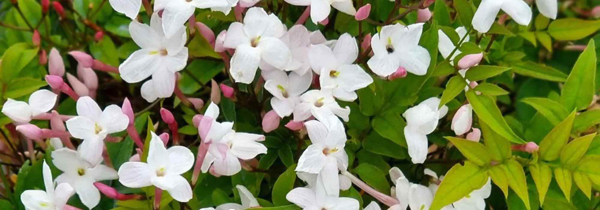 O nosso top 5 de plantas trepadeiras mediterrânicas que não temem nem o calor nem a seca
