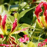 Apaixone-se por trepadeiras originais que vão causar sensação no seu jardim