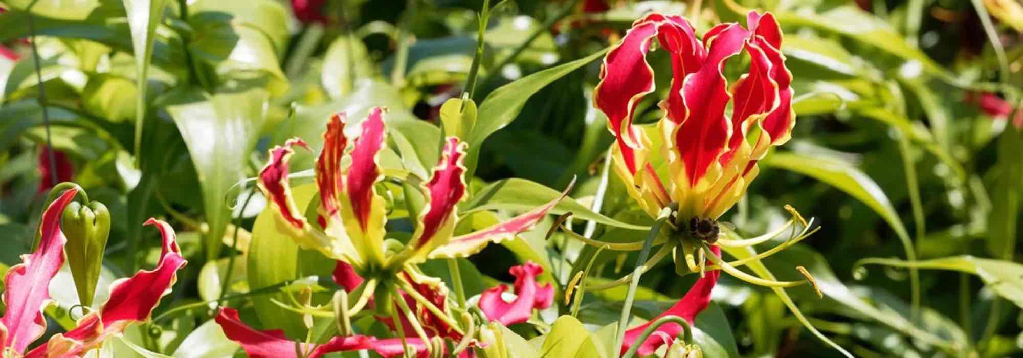 Apaixone-se por trepadeiras originais que vão causar sensação no seu jardim