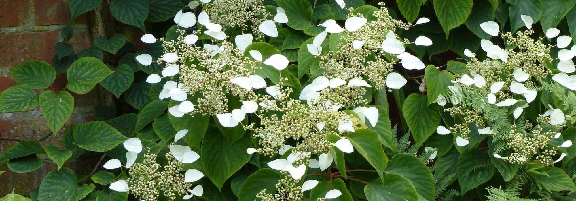 Hortênsias trepadeiras: a nossa seleção das 7 melhores