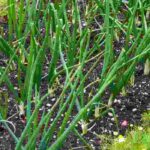 Os 7 legumes mais rentáveis para cultivar na horta
