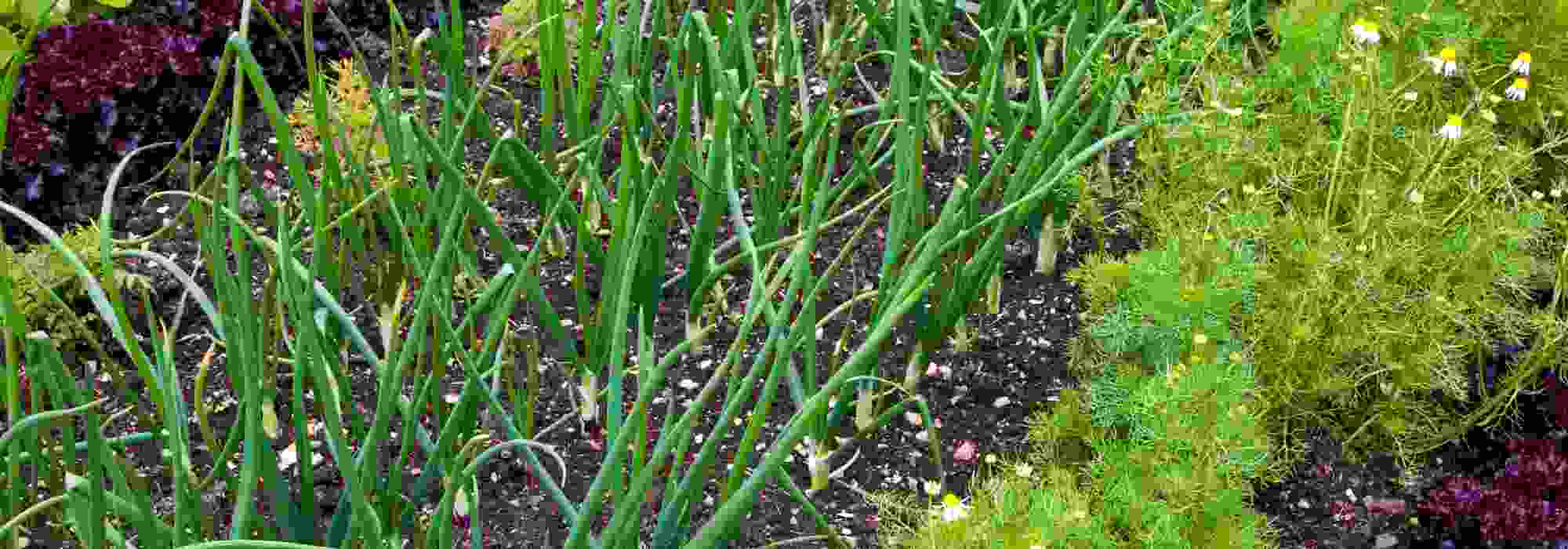 Os 7 legumes mais rentáveis para cultivar na horta