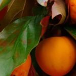Diospireiro: as melhores variedades