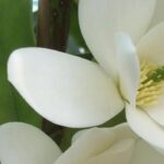 Folhagem persistente e flores perfumadas: descubra a magnólia-banana!