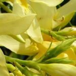 5 loendros de flores amarelas para um jardim luminoso