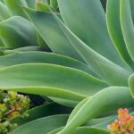 Como compreender os dados de rusticidade de uma planta?