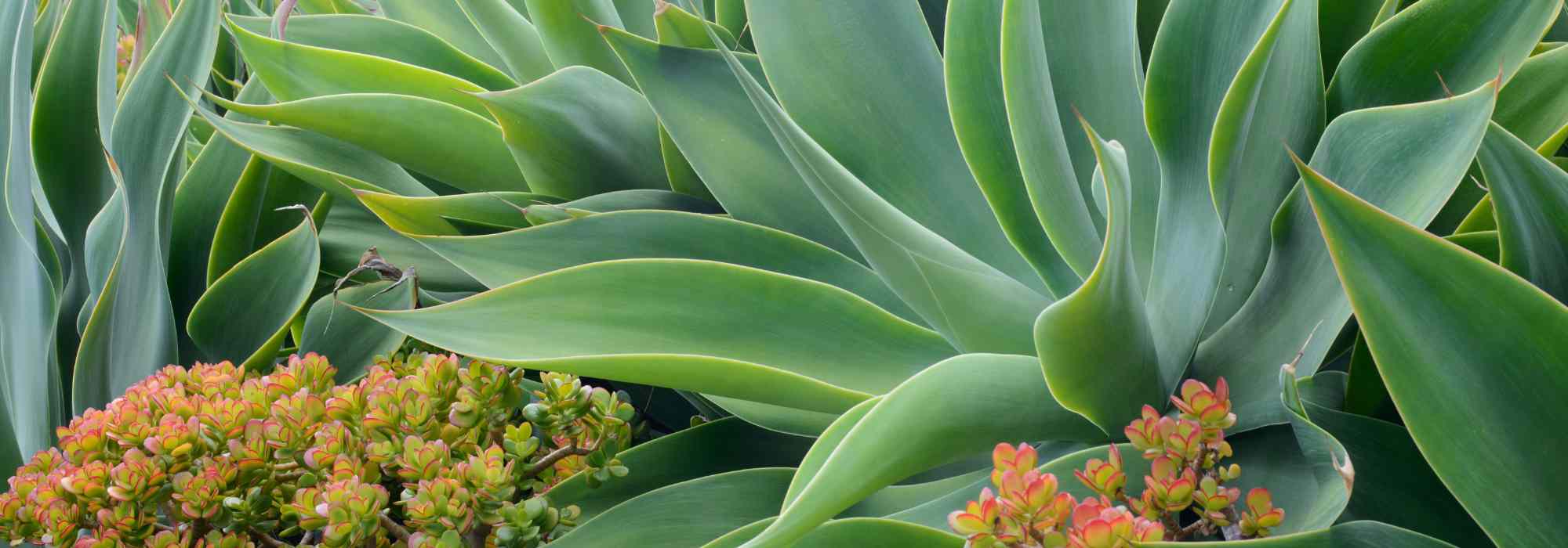 Como compreender os dados de rusticidade de uma planta?