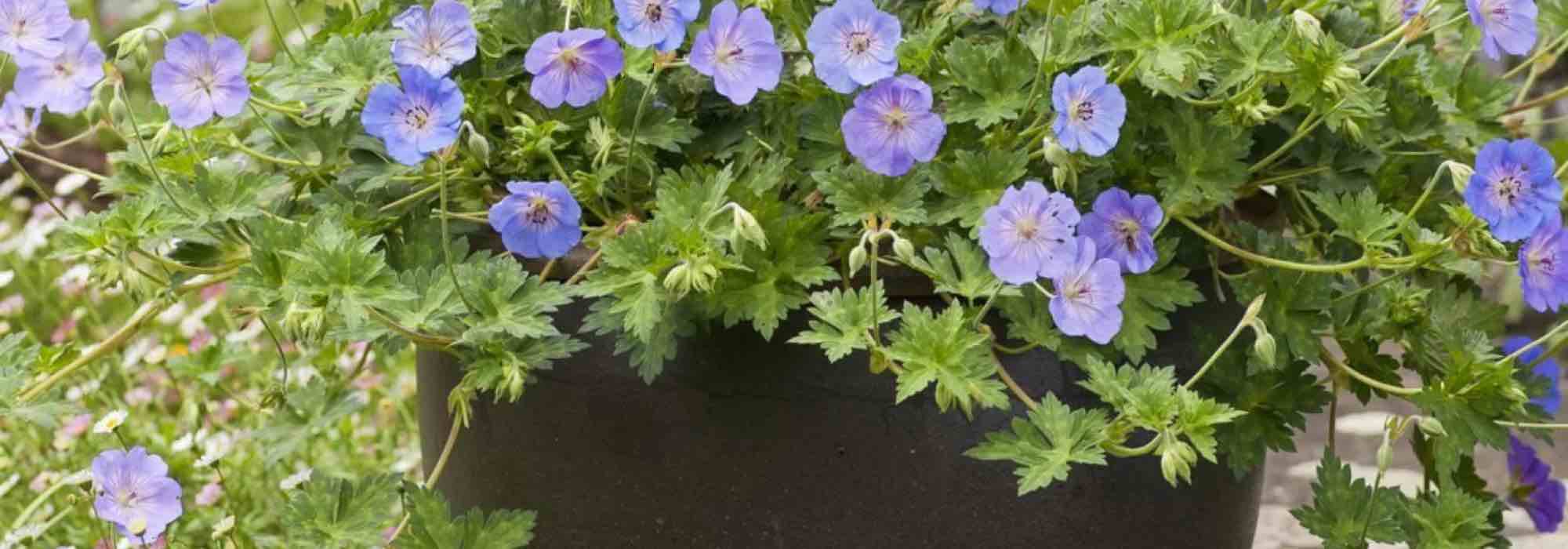 9 plantas pendentes ideais para os seus vasos suspensos no terraço e na varanda