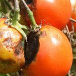 7 variedades de tomate naturalmente resistentes ao míldio