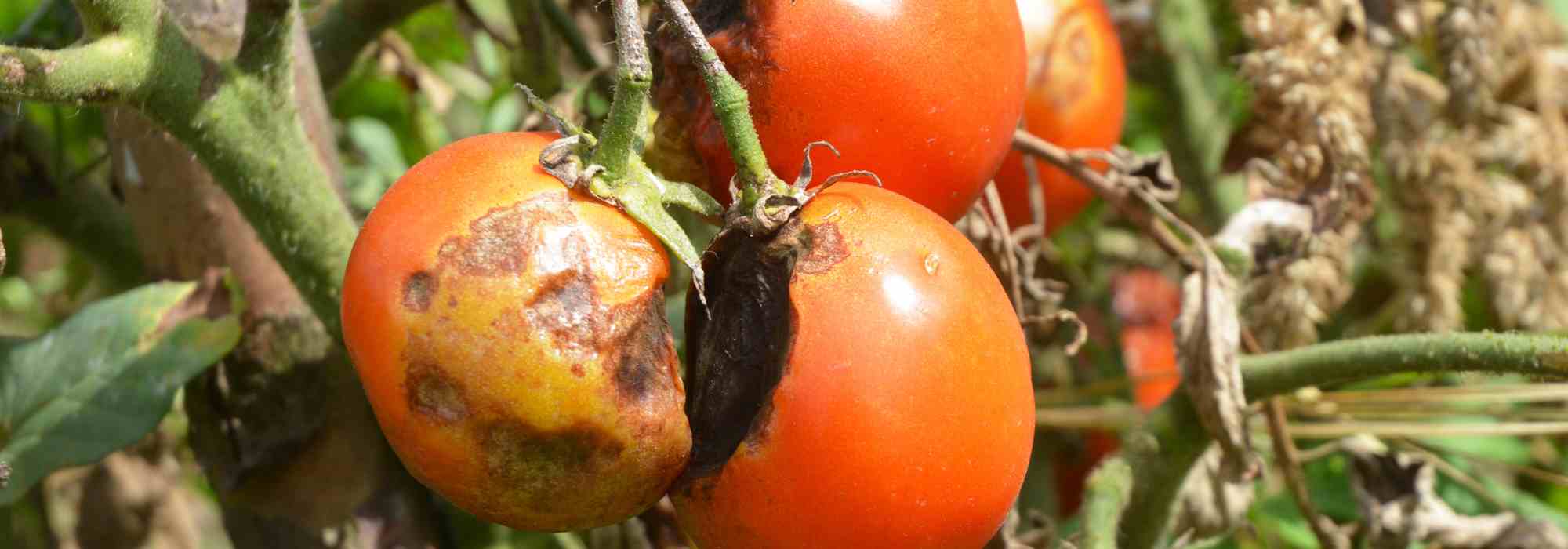 7 variedades de tomate naturalmente resistentes ao míldio