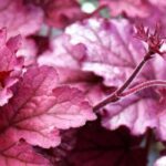 5 plantas perenes de cobertura para iluminar os recantos à sombra