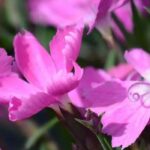 Descubra 5 plantas perenes de cobertura para o girassol perene