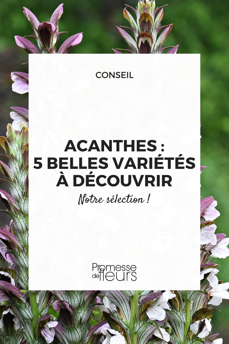 Acanthus Mollis