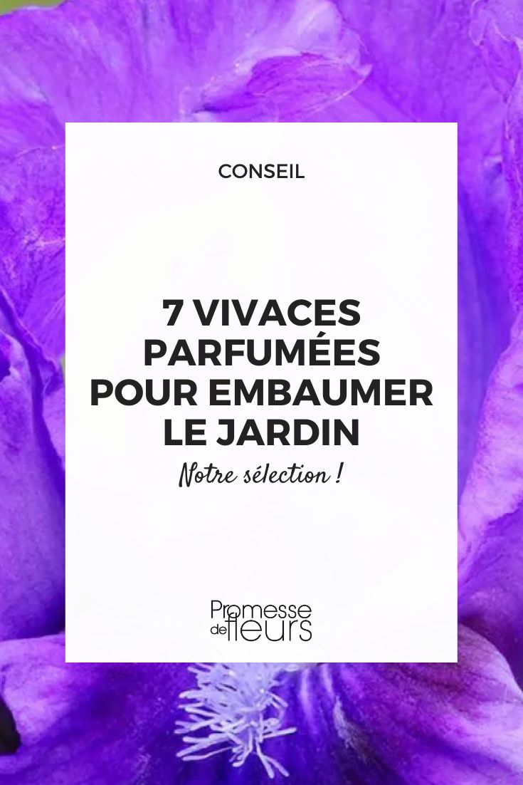 Íris Smell The Roses