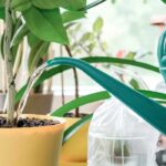 Como regar as suas plantas em vaso durante as férias?