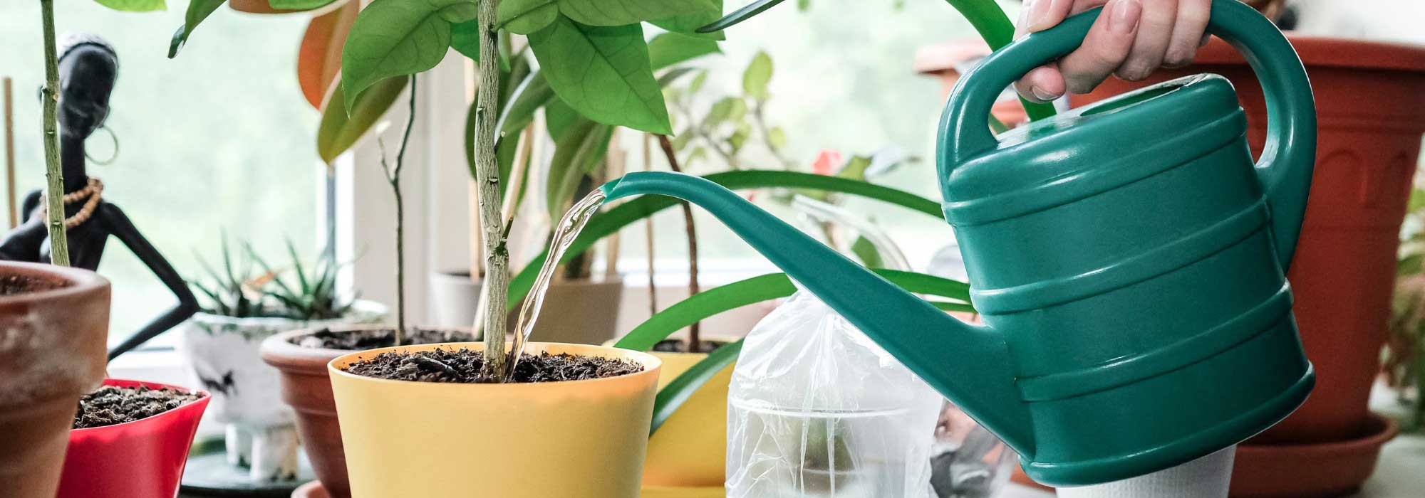 Como regar as suas plantas em vaso durante as férias?