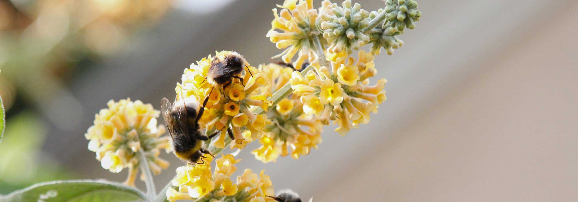 Top 5 de arbustos-das-borboletas com flores amarelas e cor de laranja