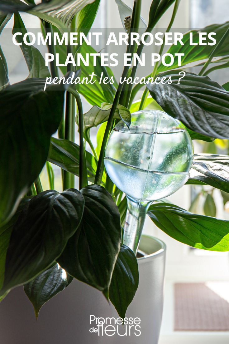 bolha de rega para plantas de interior