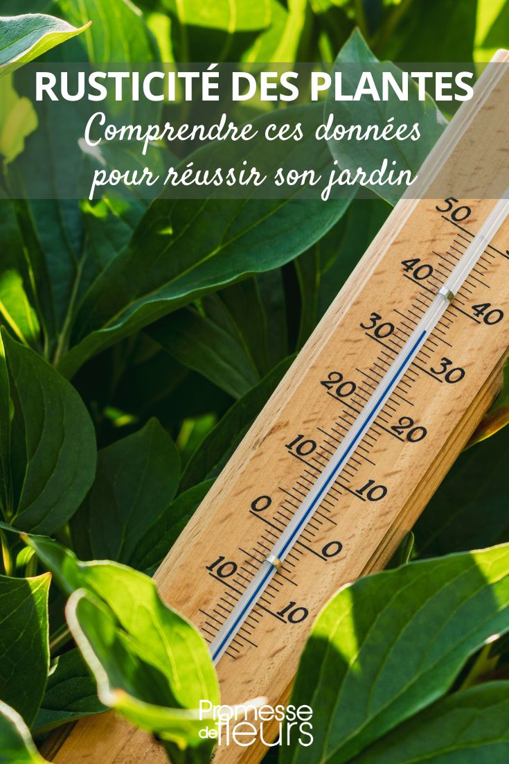 plantas rústicas
